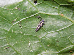 Propylea quatuordecimpunctata