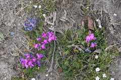 Oxytropis czekanowskii