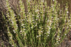 Penstemon deustus