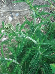 Achillea millefolium