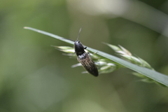 Hemicrepidius hirtus