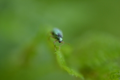 Polydrusus pterygomalis