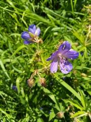 Geranium pratense