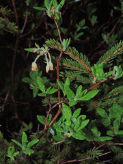 Rhododendron pilosum