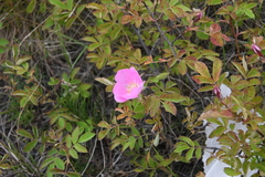 Rosa acicularis