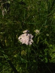 Achillea millefolium