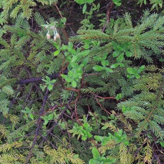 Rhododendron pilosum