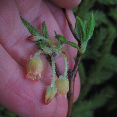 Rhododendron pilosum