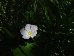 Convolvulus arvensis