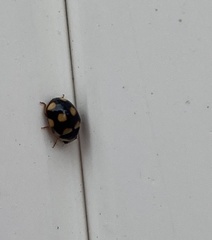 Brachiacantha ursina