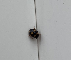 Brachiacantha ursina