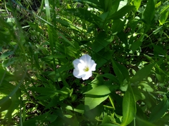 Convolvulus arvensis