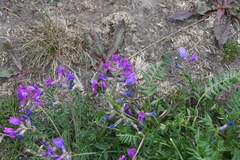 Oxytropis arctica taimyrensis