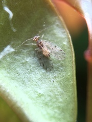 Ectopsocus californicus