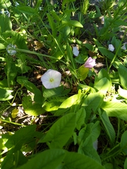 Convolvulus arvensis