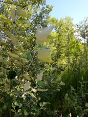 Populus alba