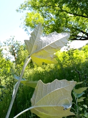 Populus alba
