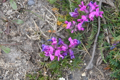 Oxytropis czekanowskii