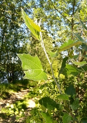 Populus alba