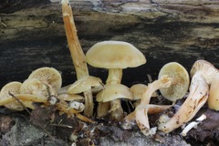 Kuehneromyces marginellus