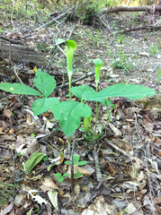 Arisaema triphyllum
