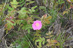 Rosa acicularis