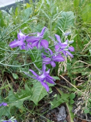 Delphinium consolida