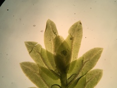 Fissidens osmundioides