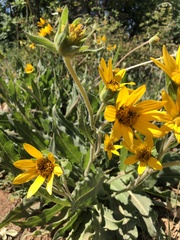 Wyethia arizonica