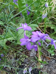 Delphinium consolida
