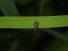 Sphenella sinensis