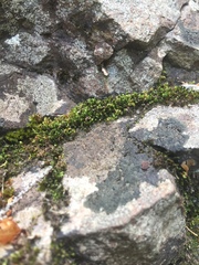 Fissidens osmundioides