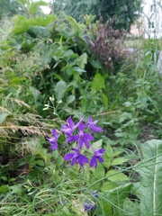 Delphinium consolida