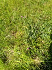 Dianthus chinensis