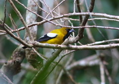 Icterus leucopteryx