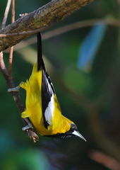 Icterus leucopteryx