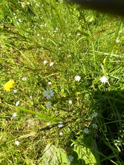 Stellaria graminea