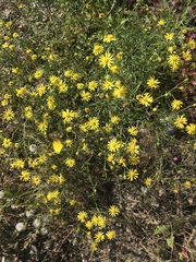 Senecio inaequidens