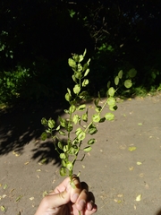 Thlaspi arvense
