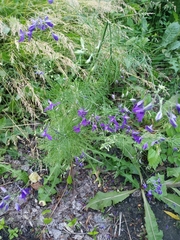 Delphinium consolida