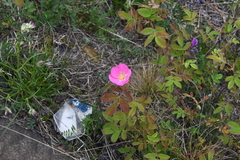 Rosa acicularis