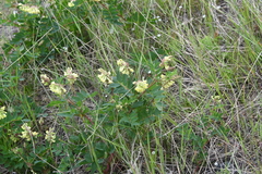 Astragalus frigidus