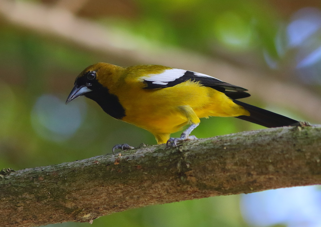 Jamaican Oriole (Icterus leucopteryx) photo