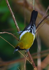 Icterus leucopteryx