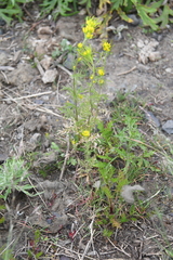 Descurainia sophioides