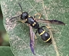 Symmorphus canadensis