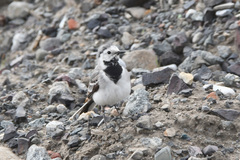 Motacilla alba
