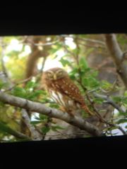 Glaucidium