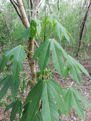 Gyrocarpus jatrophifolius