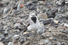 Motacilla alba